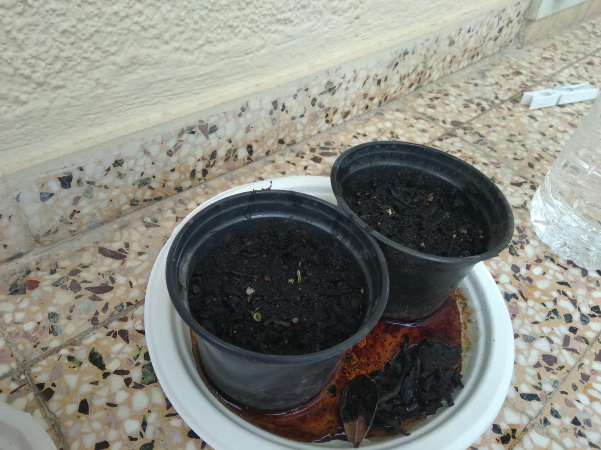 Day 11 Habanero