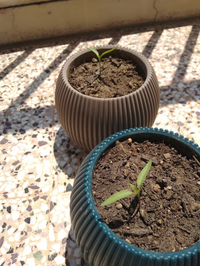 Day 18 Jalapeno