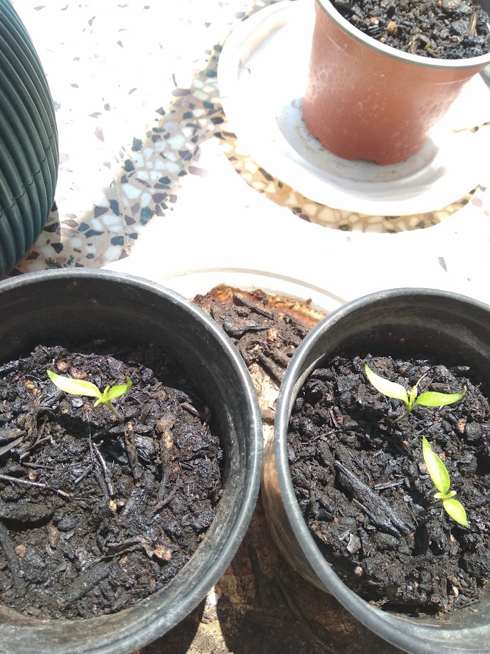 Day 18 Habanero