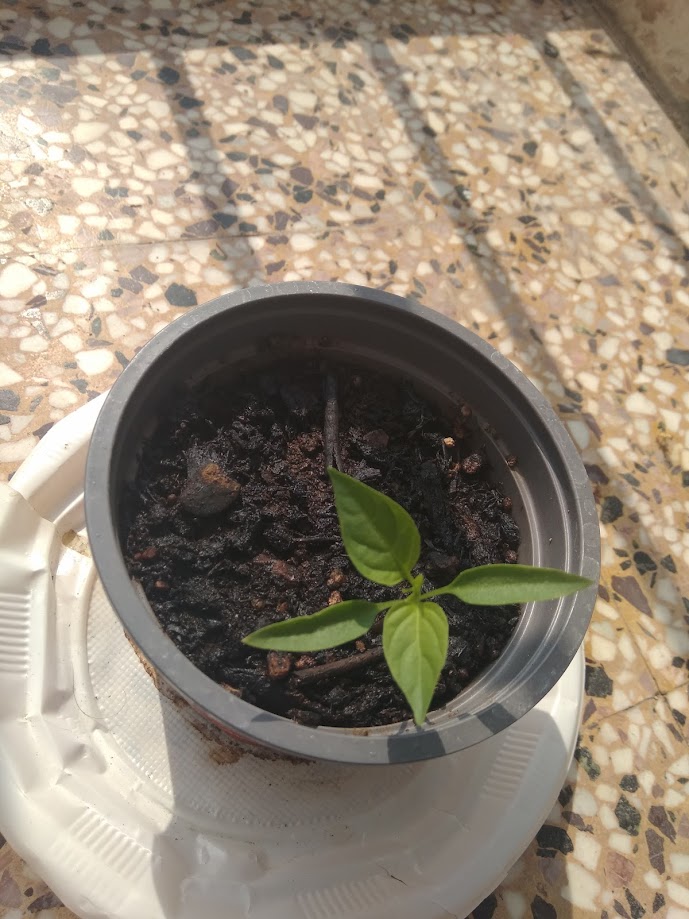 Day 23 Jalapeno
