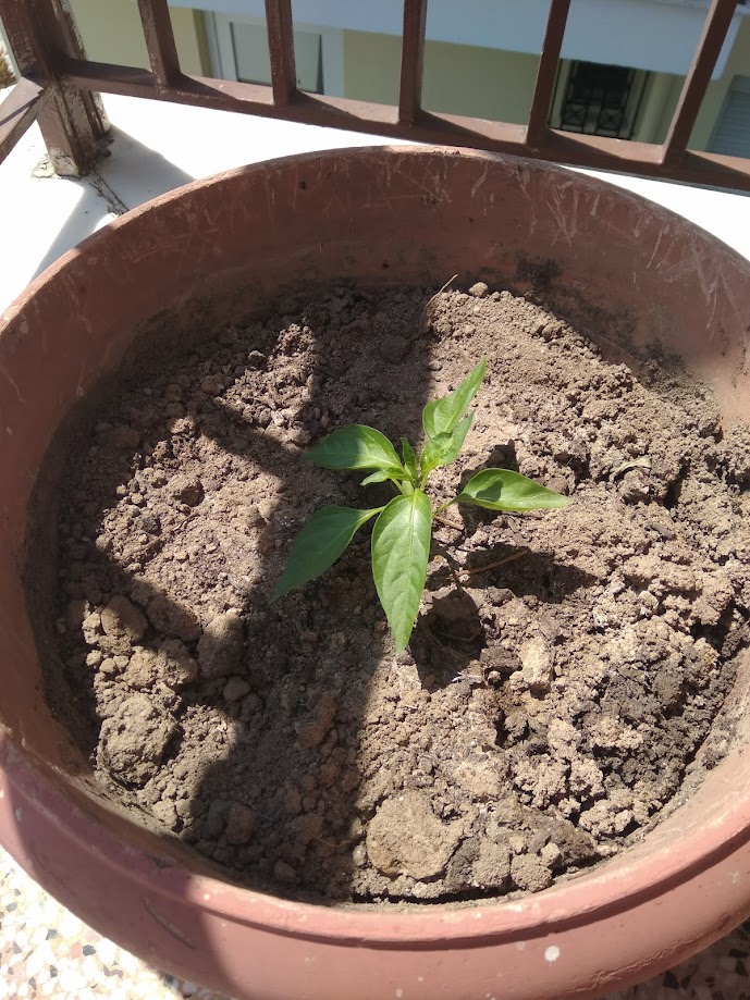 Jalapeno