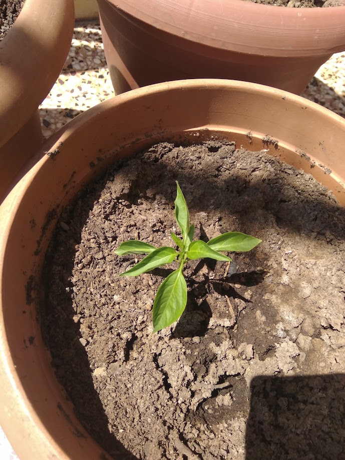 Jalapeno