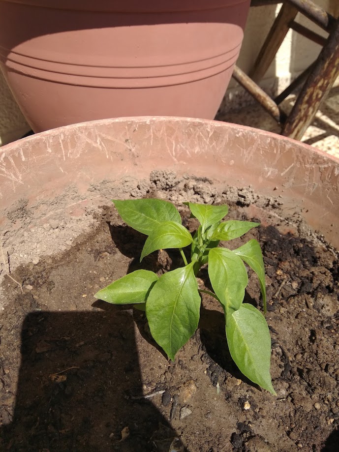 Day 40 Jalapeno