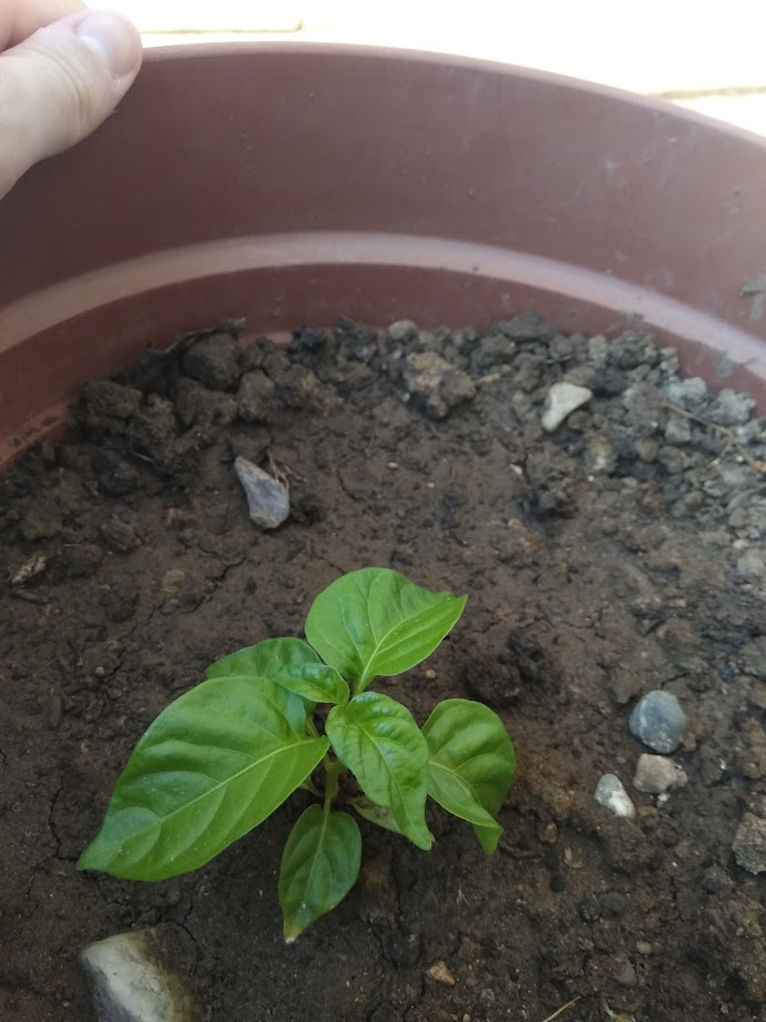 Day 48 Habanero